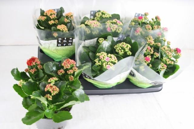 <h4>KAL GE GEM 4 KL</h4>