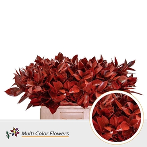 Ruscus   ...colored H%