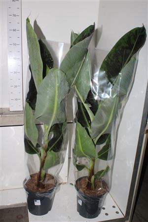 <h4>Musa Dwarf Cavendish</h4>