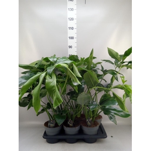 Philodendron  'Fun Bun'
