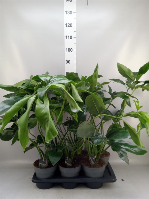 <h4>Philodendron 'Fun Bun'</h4>