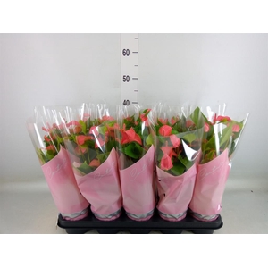 Anthurium 'FC Romantico'