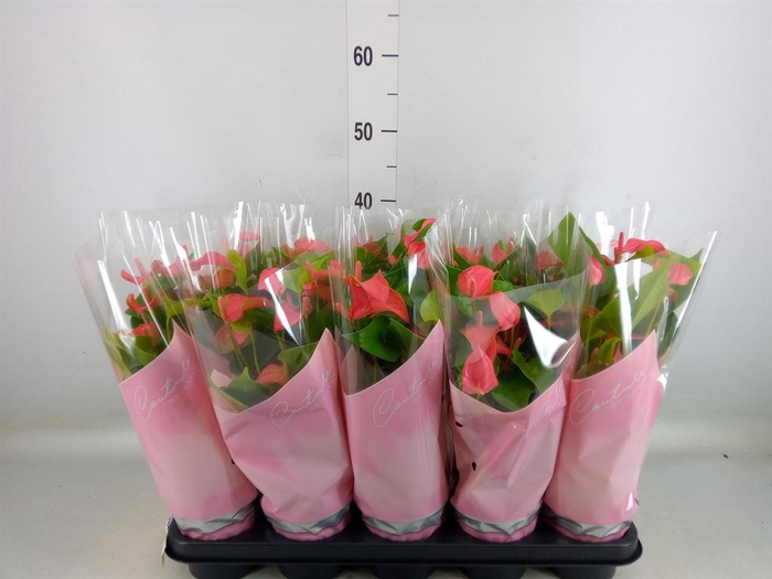 <h4>Anthurium  'FC Romantico'</h4>