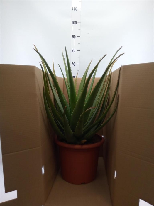 <h4>Aloe vera</h4>
