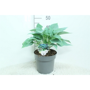 Hosta   ...