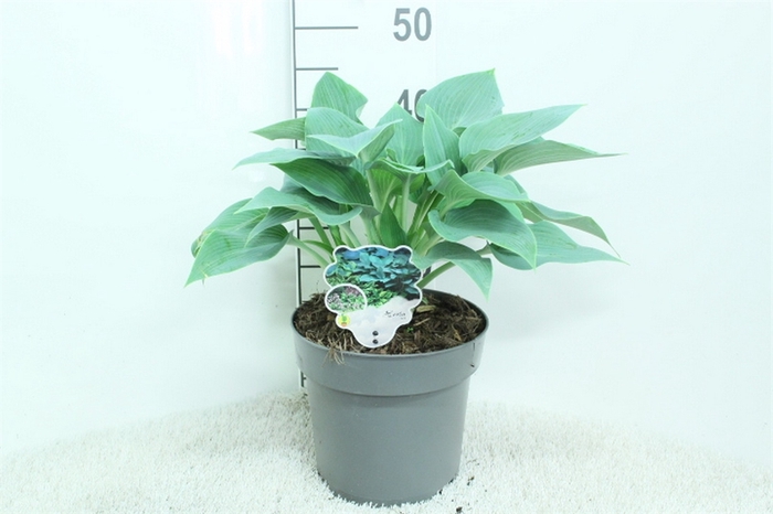 <h4>Hosta   ...</h4>