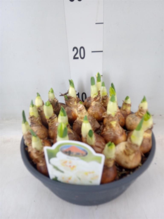 <h4>Narcissus DU 'Abba'</h4>