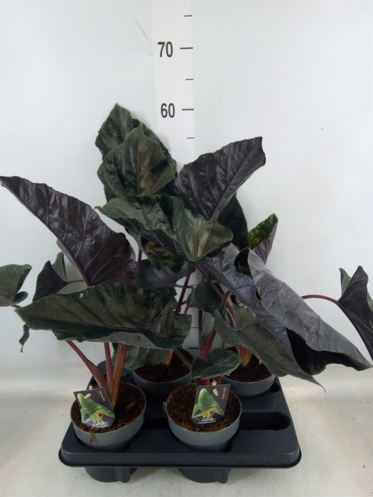 <h4>Alocasia   ...</h4>