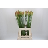 Nerine Vesta K