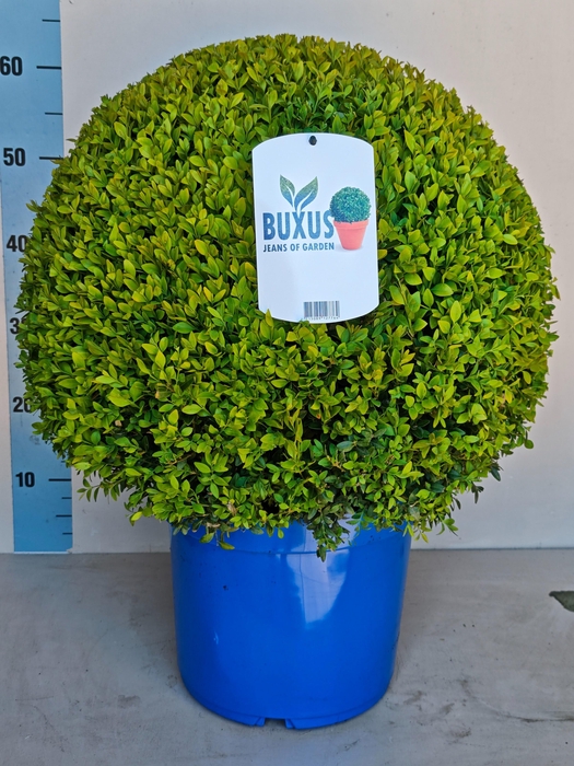<h4>BUXU SEMPERVIRENS</h4>