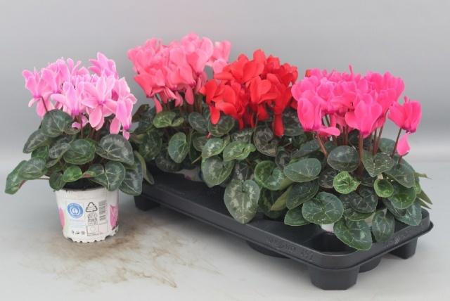 <h4>CYCL GR SUP XL</h4>