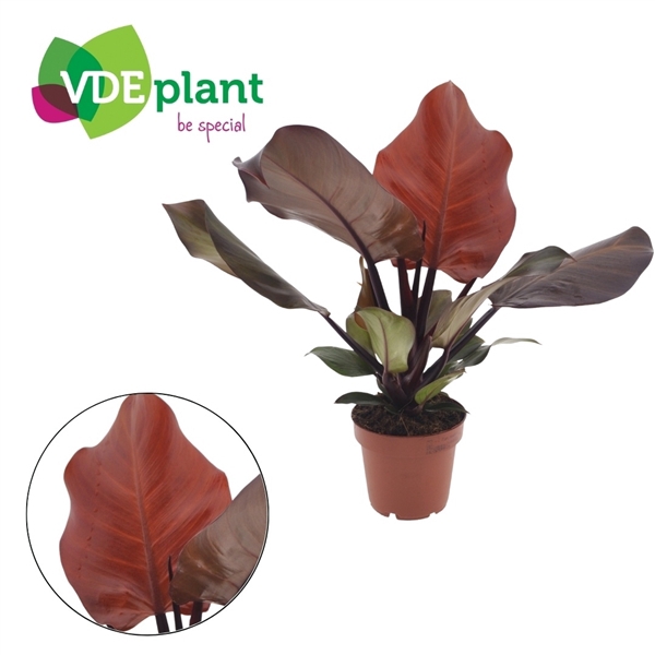 <h4>Philodendron Sunlight 12cm</h4>