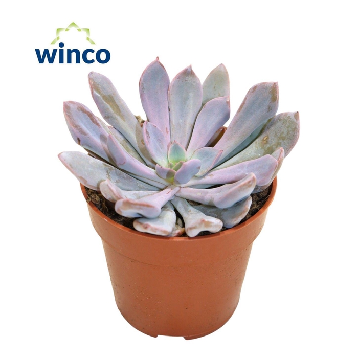 <h4>Graptoveria Lilac Spoons</h4>
