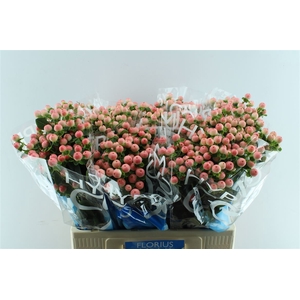 Hyp Coco Tiamo 60cm