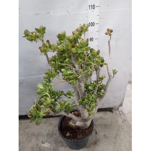 Crassula ovata 'Sunset'