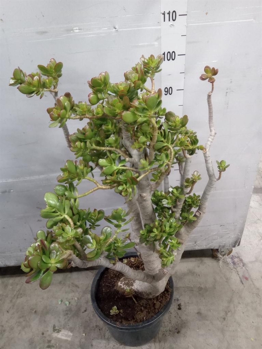 <h4>Crassula ovata 'Sunset'</h4>