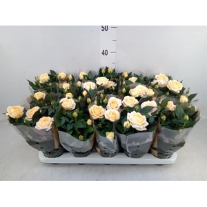 Rosa  'Belami Kordana'