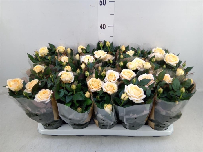 <h4>Rosa 'Belami Kordana'</h4>