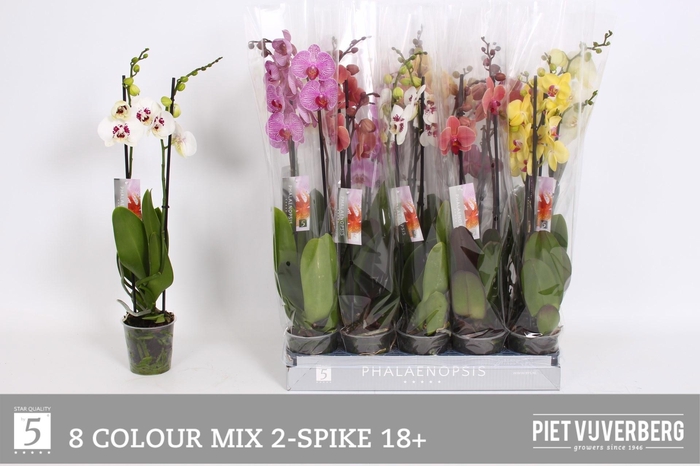 <h4>PHAL GEM 8 KL</h4>