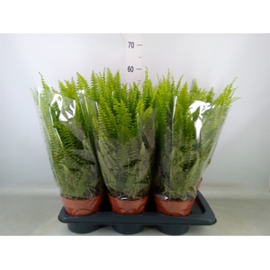Nephrolepis exal. 'Green Lady'