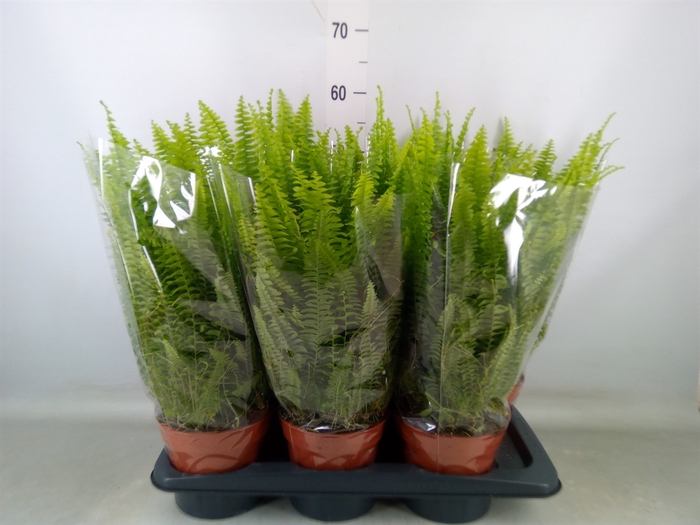 <h4>Nephrolepis exal. 'Green Lady'</h4>