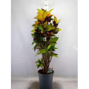 Codiaeum var. KL 'Mrs Iceton'