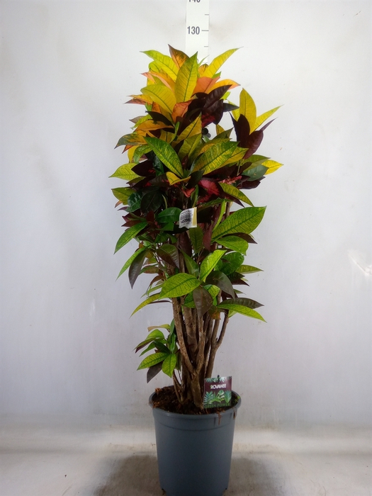 <h4>Codiaeum var. KL 'Mrs Iceton'</h4>