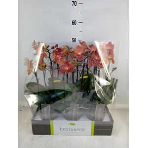 Phalaenopsis multi.   ...orange