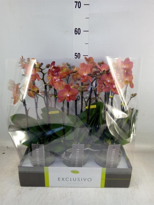 <h4>Phalaenopsis multi.   ...orange</h4>