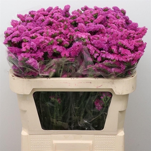 Limonium St Cerise Birds X50