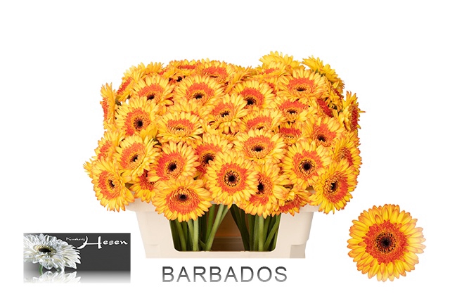 <h4>GE MI BARBADOS</h4>