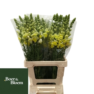 ANTIR ANTIBES YELLOW