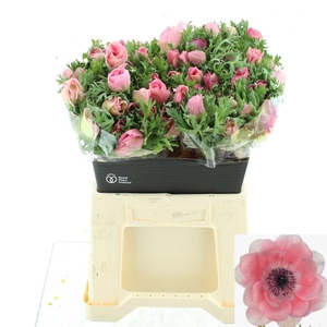 ANEM CO MIS + PINKIE