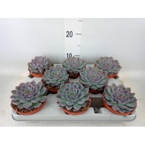 Echeveria  'Hercules'