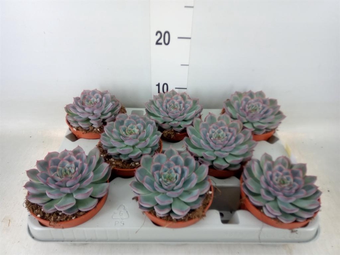 <h4>Echeveria  'Hercules'</h4>