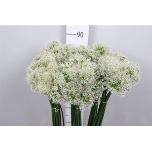 Allium Mount Everest