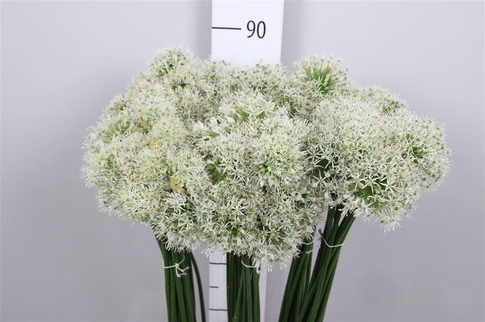 <h4>Allium Mount Everest</h4>