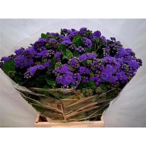 Ageratum H Blue Planet