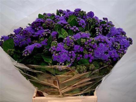 <h4>Ageratum H Blue Planet</h4>
