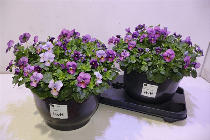 <h4>Vio Co Em Pink</h4>