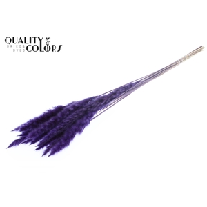 Fluffy Pampas 10pc/bunch Purple