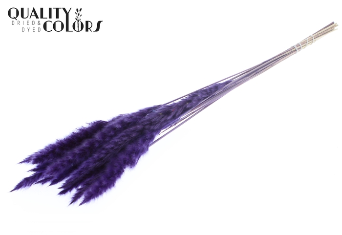 Fluffy Pampas 10pc/bunch Purple
