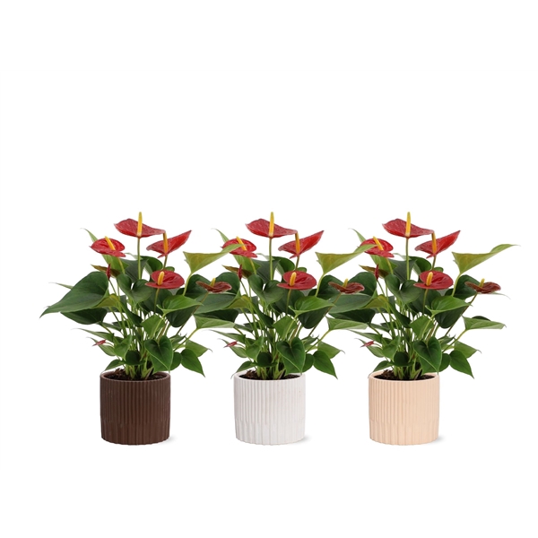 <h4>Anthurium Diamond Red in Lou ceramics</h4>