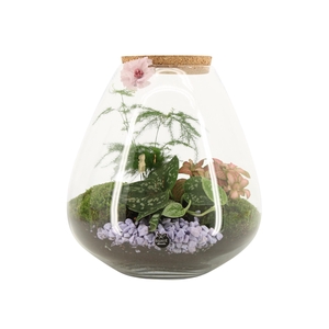 21951: Contradiction terrarium