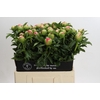 Paeonia Coral Sunset