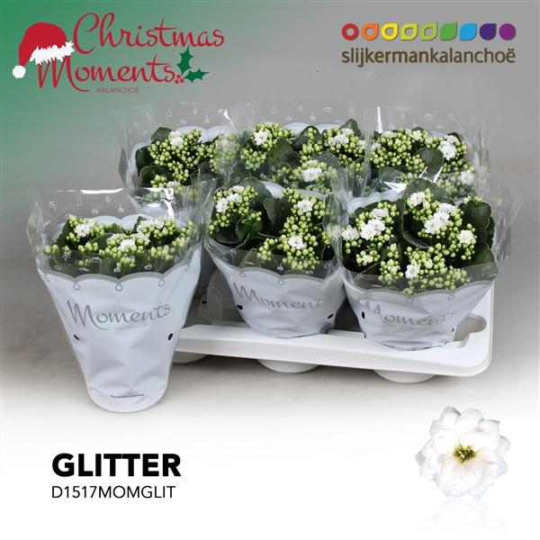 <h4>Kalanchoe blossfeldiana gevuld 'Skydive'</h4>