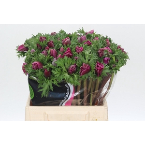 Anemone Mistral Plus Cerise