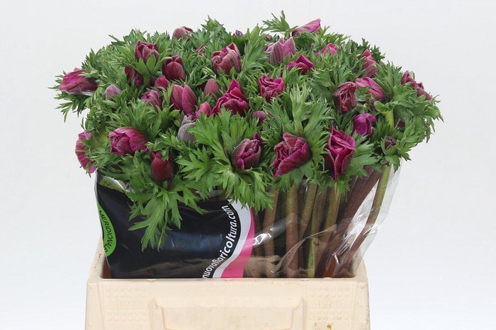 <h4>Anemone Mistral Plus Cerise</h4>