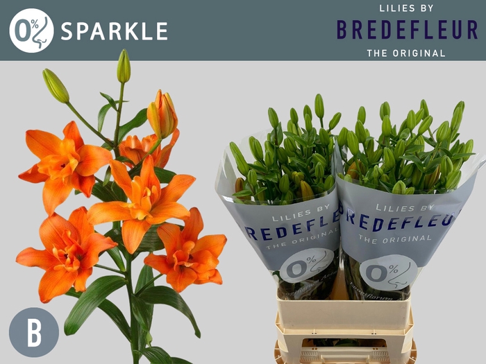 <h4>Li La Sparkle 5+ Bredefleur</h4>