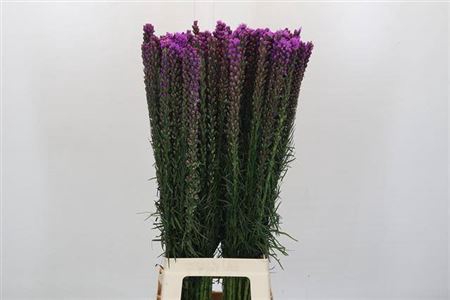 <h4>Liatris Spicata</h4>